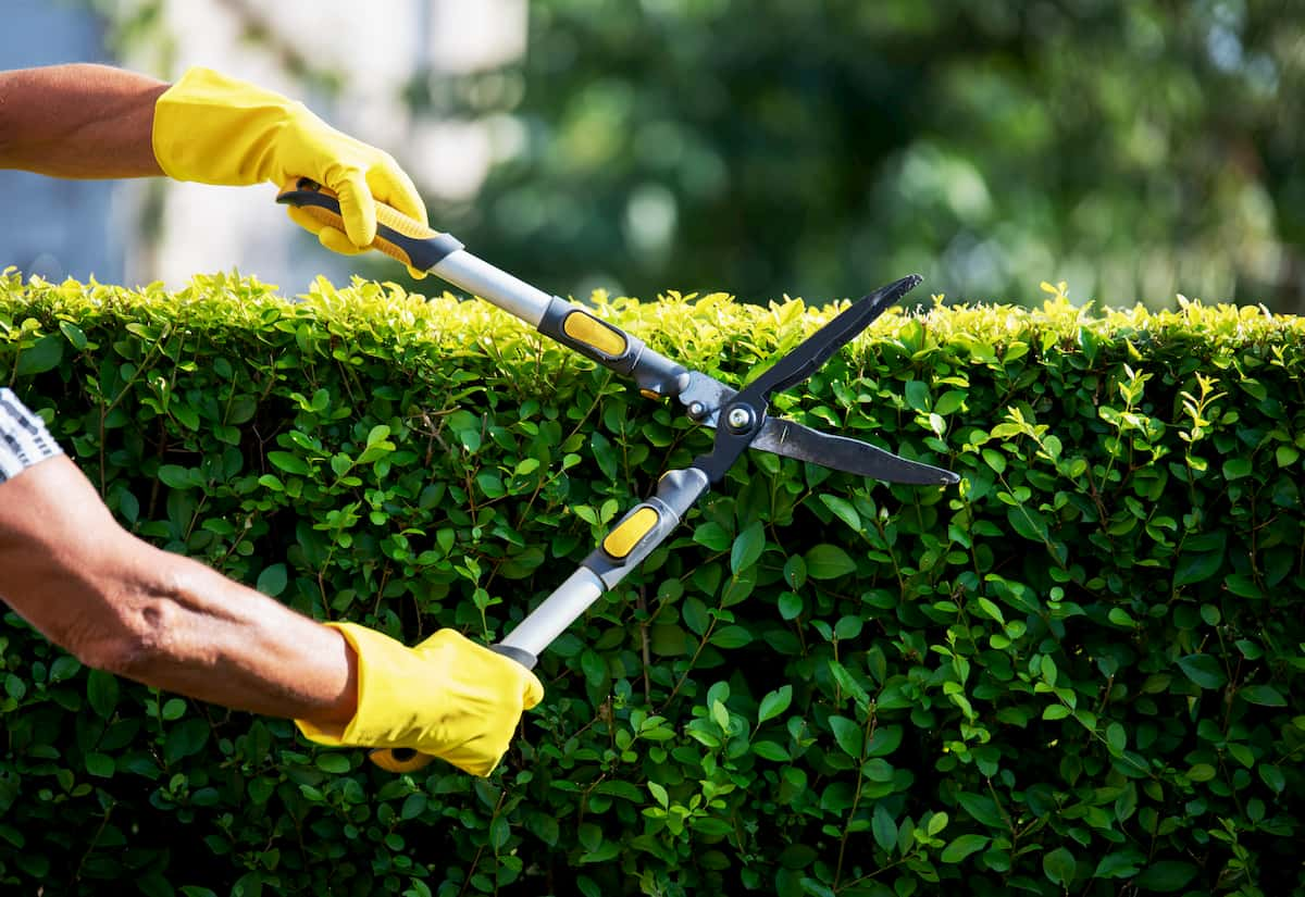 trimming bushes with hedge trimmers